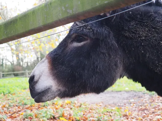 Ezels, Mullem (België)